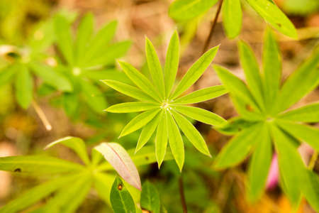 green leaves on the grass in autumn .の写真素材