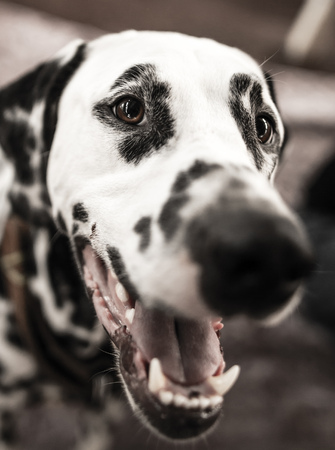 a portrait of a thoroughbred dog in natureの写真素材