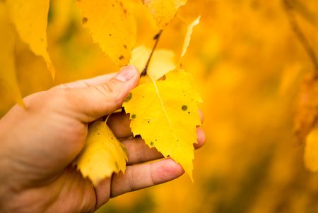 yellow leaves on a birch tree in a hand .の写真素材