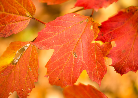 beautiful autumn leaves on nature in autumn .