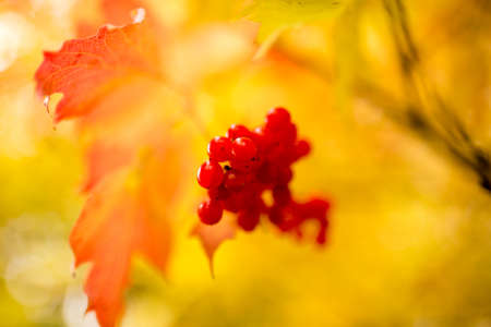 ripe red viburnum on nature in autumn .の写真素材