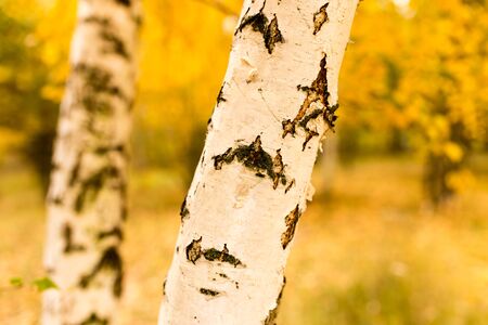 trunk of a birch in the autumn .の写真素材