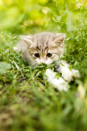little kitten is walking in green grass outdoors .の写真素材
