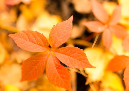 beautiful leaves on a tree in autumn .の写真素材