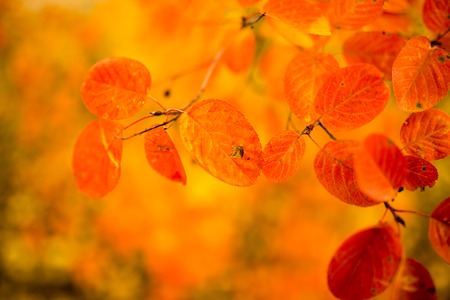 beautiful leaves on a tree in autumn .の写真素材