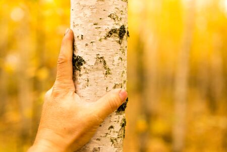 hand on a birch tree in autumn .の写真素材