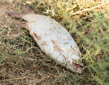 the fisherman caught the fish on the bait .の写真素材