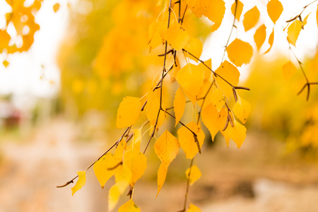 beautiful leaves on a tree in autumn .の写真素材