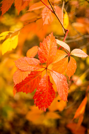 beautiful leaves on a tree in autumn .の写真素材