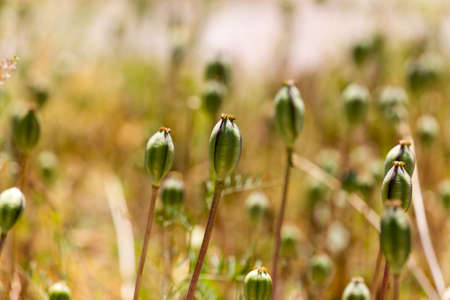 closed flower bud of opium poppy in nature .の写真素材