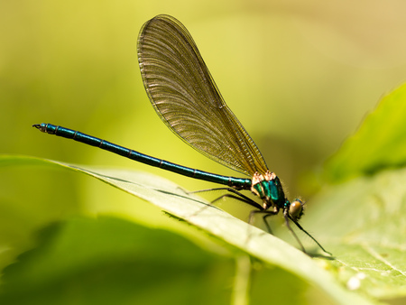 dragonfly in the park in nature. macroの写真素材