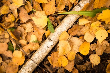 trunk of a birch in the autumn .の写真素材