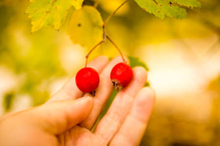 red berry hawthorn on nature in autumnの写真素材