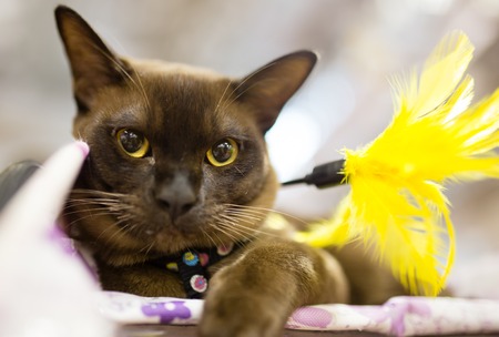 Portrait of a thoroughbred cat at the exhibition .の写真素材