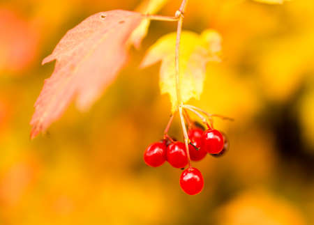ripe red viburnum on nature in autumn .の写真素材