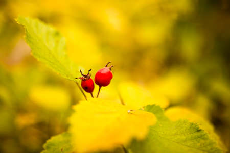 red berry hawthorn on nature in autumn
