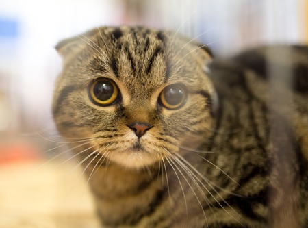 Portrait of a thoroughbred cat at the exhibition .の写真素材