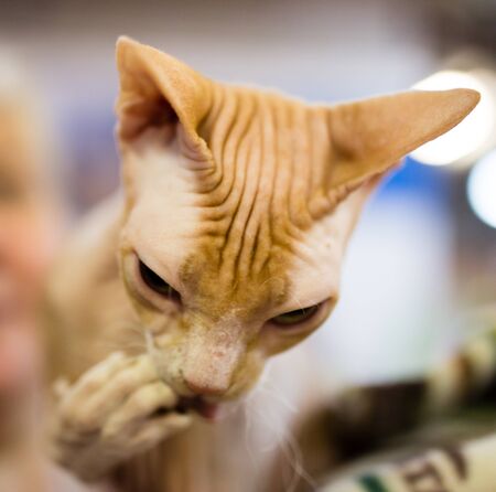 Portrait of a bald cat at an exhibition .