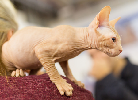 Portrait of a bald cat at an exhibition .の写真素材