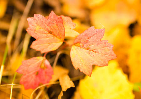 beautiful leaves on a tree in autumn .