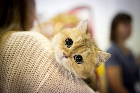 Portrait of a thoroughbred cat at the exhibition .の写真素材