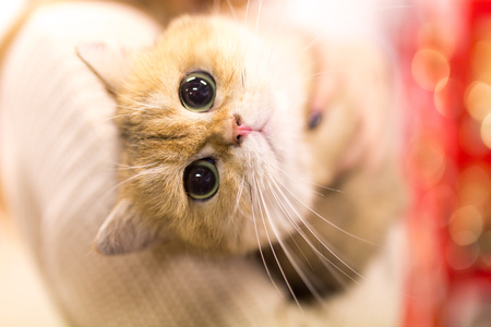 Portrait of a thoroughbred cat at the exhibition .の写真素材