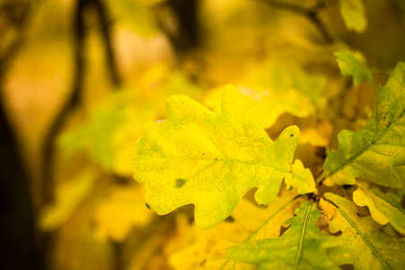 yellow oak leaves in the fall on nature