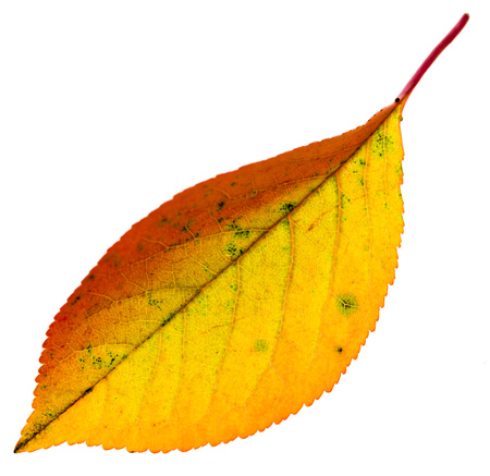Autumn yellow leaf isolated on white background .