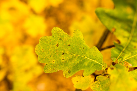 yellow oak leaves in the fall on nature