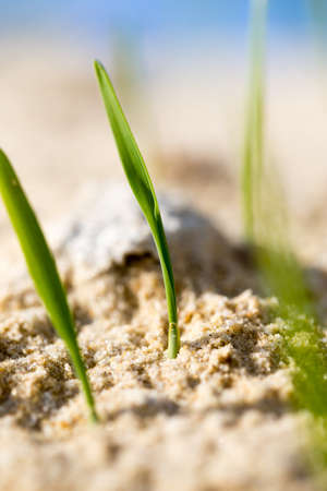green grass in the sand in the nature .の写真素材