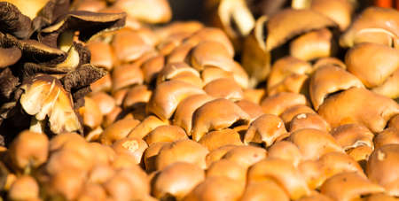 many inedible mushrooms in nature as background .