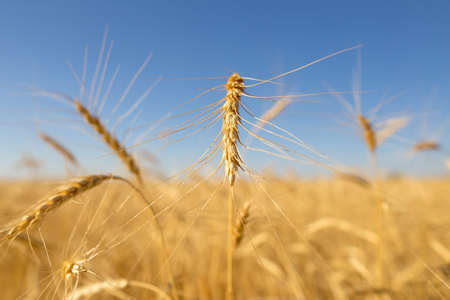 Yellow ears of wheat against the blue sky .