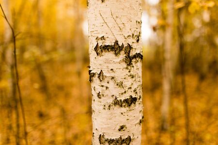 trunk of a birch in the autumn .の写真素材