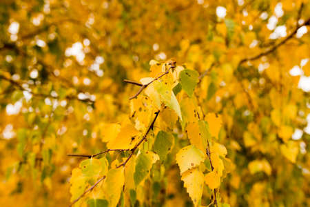 beautiful leaves on a tree in autumn .
