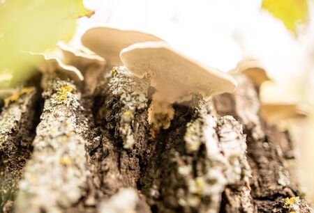 inedible mushroom in the woods in nature .の写真素材