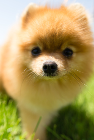 a portrait of a thoroughbred dog in natureの写真素材
