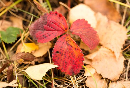 beautiful red leaves on strawberry in autumn .の写真素材