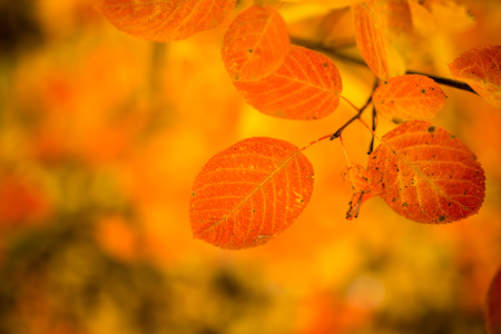 beautiful leaves on a tree in autumn .の写真素材