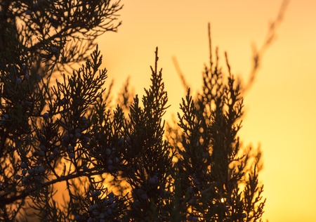 tree branch at sunsetの写真素材
