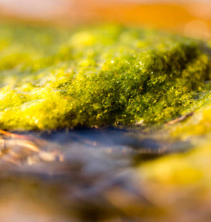 Green algae on the surface of the stream .の写真素材