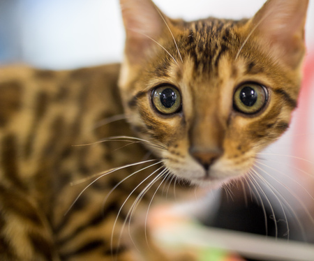 Portrait of a thoroughbred cat at the exhibition .の写真素材