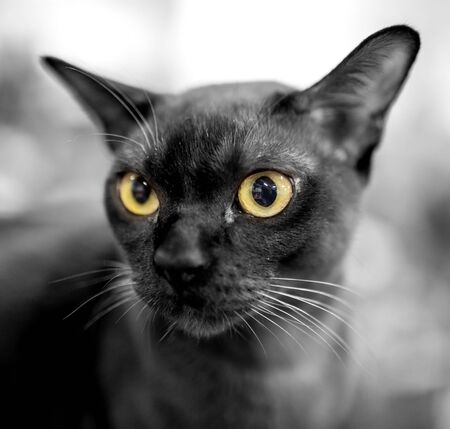 Portrait of a thoroughbred cat at the exhibition .の写真素材