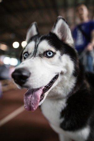 a portrait of a Husky dog in the houseの写真素材