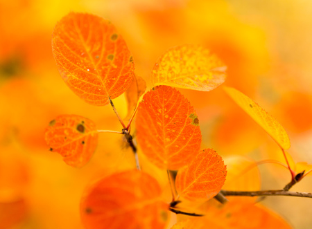 beautiful leaves on a tree in autumn .