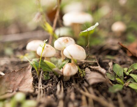 inedible mushroom in the woods in nature .の写真素材