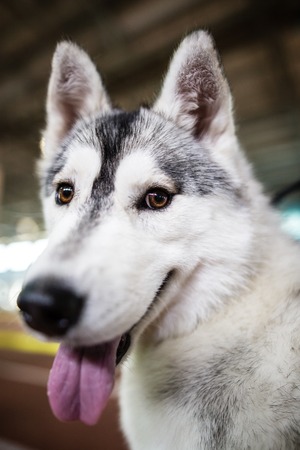 a portrait of a Husky dog in the houseの写真素材