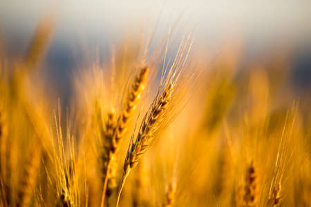 yellow ears of wheat at sunset in nature .の写真素材