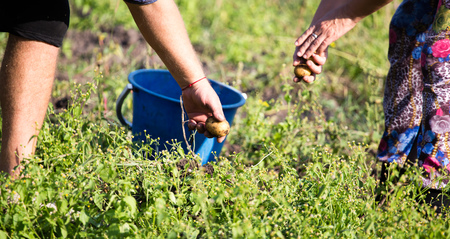 people dig potatoes in the soil in autumn .の写真素材