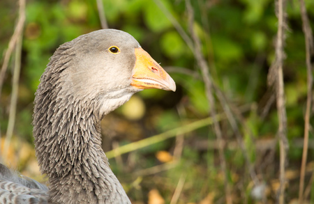 portrait of a goose in a park in autumn .の写真素材