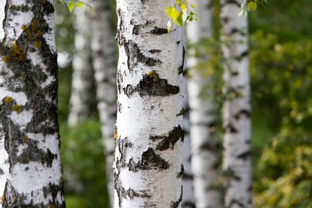 white trunks of a birch on the nature .の写真素材